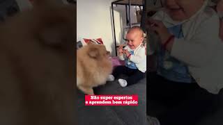 4 Dicas Incríveis Sobre O Spitz Alemão