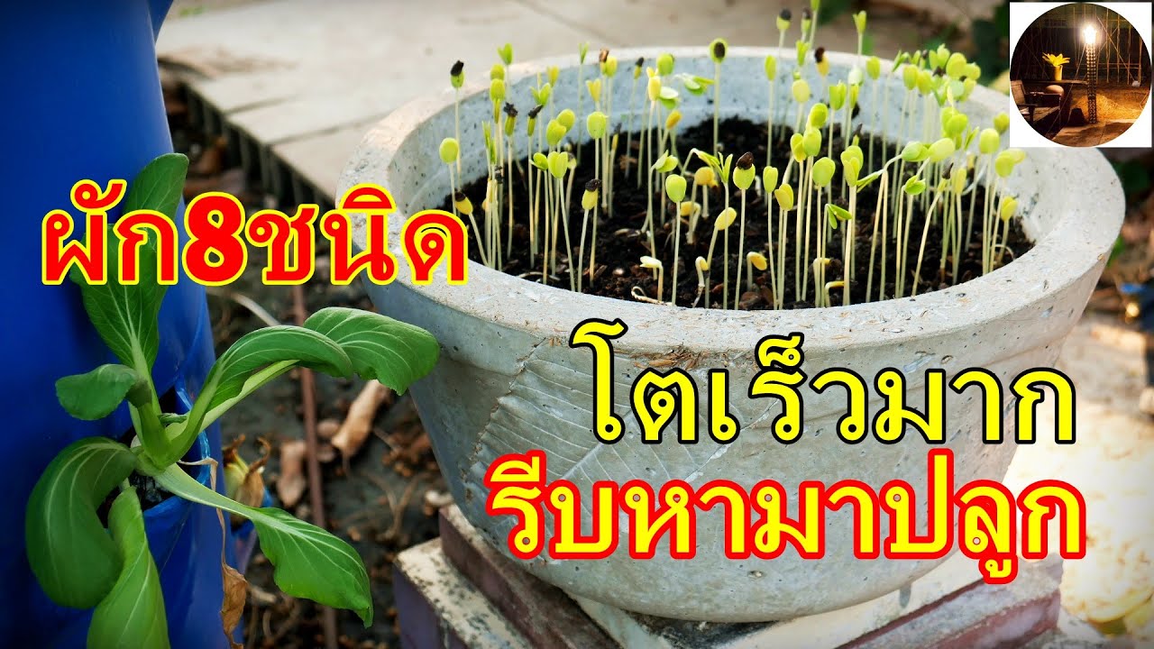 ผัก8ชนิดที่โตเร็วควรหามาปลูก #สวนผักหลังบ้าน