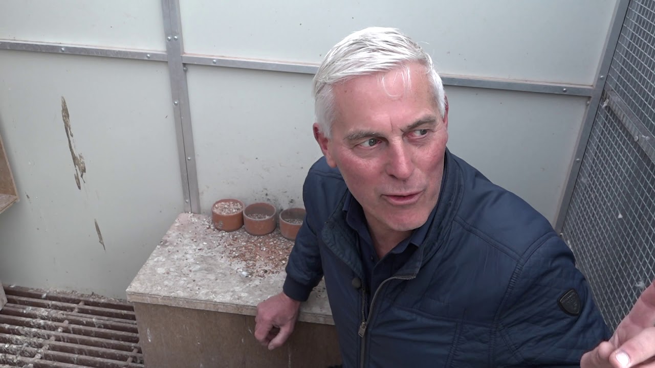 Duivenmelker ten einde raad: slechtvalk vreet zijn 'kindertjes' op