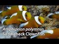 Saddleback clownfish amphiprion polymnus stock footage  4k u3840x216030p  philippines