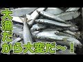 大漁のママカリ♪とりあえず刺身、残りは酢漬けだ！