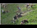 Coopers hill cheese rolling race in southwest english where you can broke your neck doing it