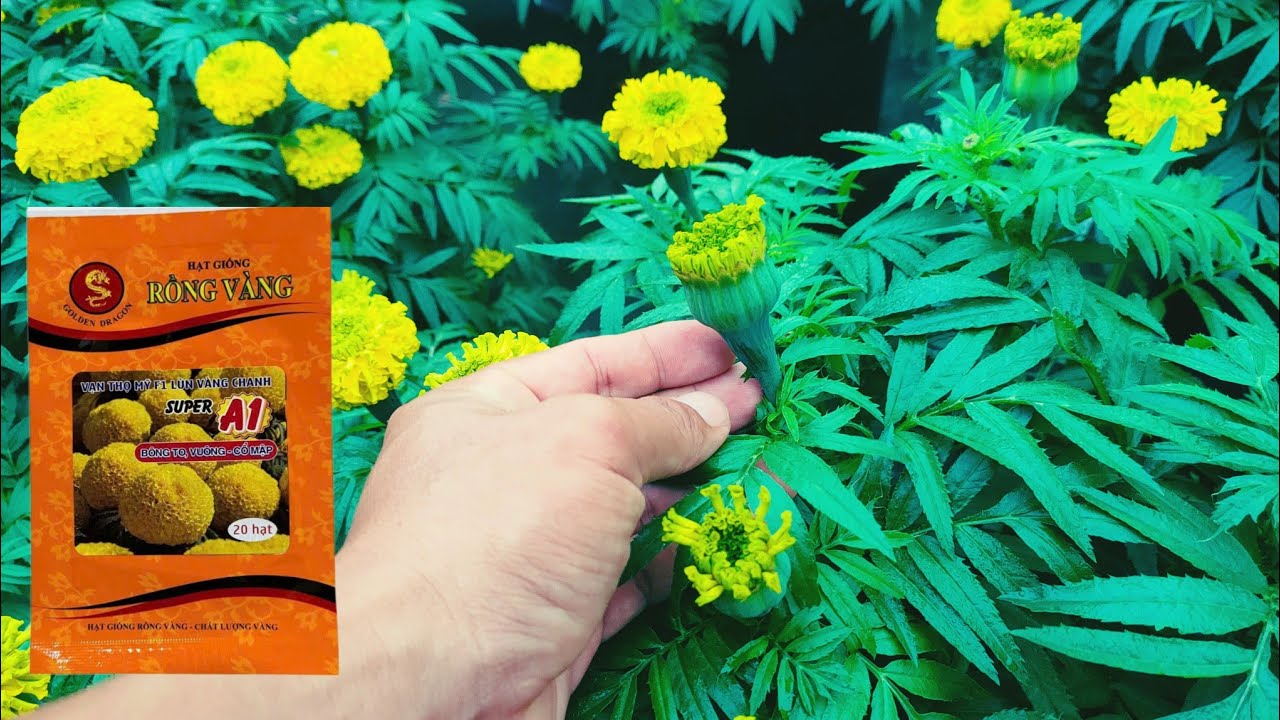 Đánh giá bông vạn thọ A1 chi tiết từ A đến Z