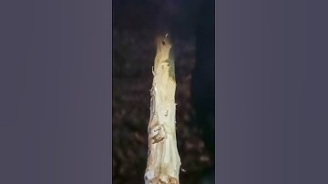 When the Bark Needs to Go, This Delivers - Tree Bark Scraper Drawknife