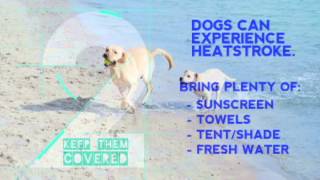 A Dog Owner's Guide to Beach Safety