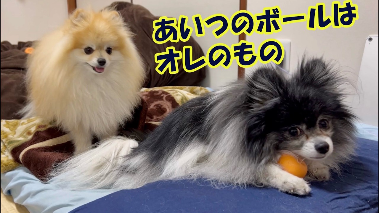 #105 世界一かわいいケンカ　〜キレても可愛いポメラニアン〜