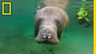 Manatee Death Toll Highest Ever Recorded | National Geographic