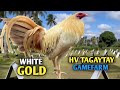 Whitegold  visit big farm  quality gamefowl in the philippines hv tagaytay gamefarm