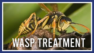 Wasp Treatment Service