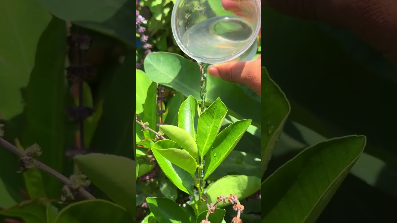 Como cuidar del limonero en casa #shorts