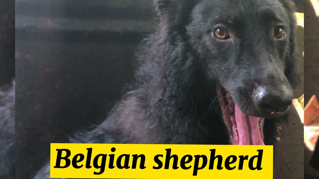 Sale! Belgian shepherd dogSrilanka விற்பனைக்குබල්ලා විකිණීමට ඇත