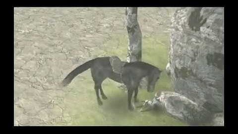 NICO Bonus DVD | Shadow of the Colossus Production Reel