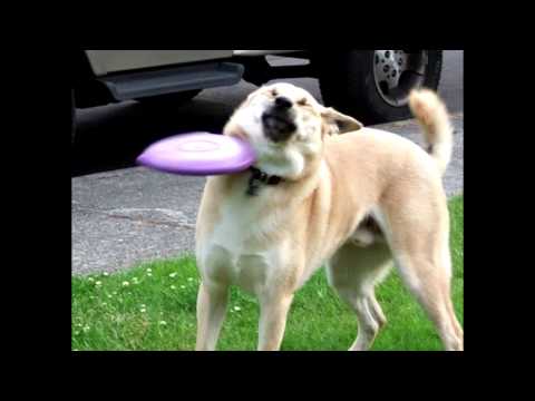 smukke mærkelig Solskoldning Internet bids sad farewell to Frisbee Doge, a meme among canines - The  Daily Dot