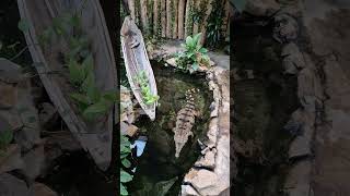 🇨🇿 Zoo Ostrava #travel #automobile #zoo #zwierzęta #ogródbotaniczny #azalie #rododendrony #Ostrava