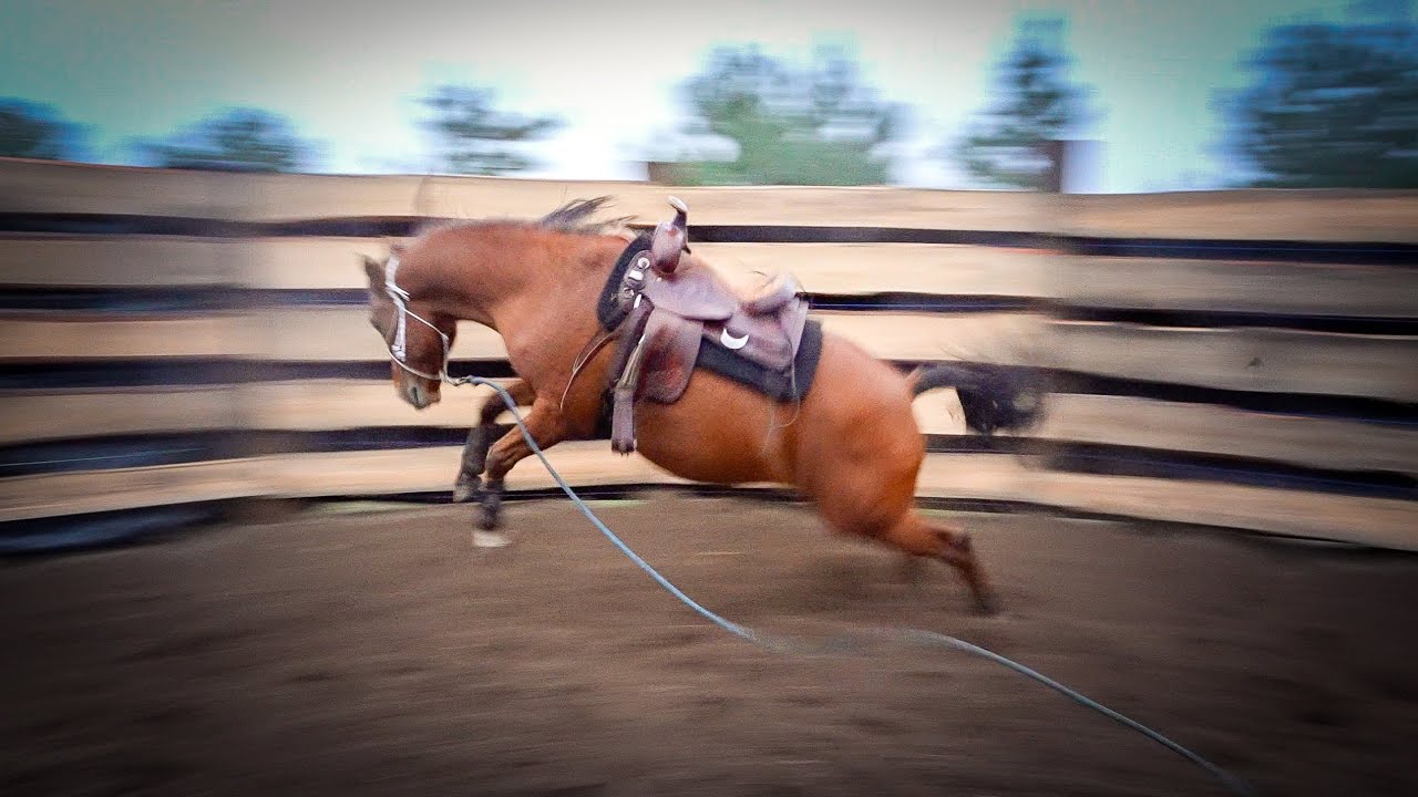 JAK BEZPIECZNIE ZAŁOŻYĆ SIODŁO PO RAZ PIERWSZY 🤠🐴 #08