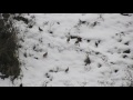стайка кекликов (в горах Кыргызстана)