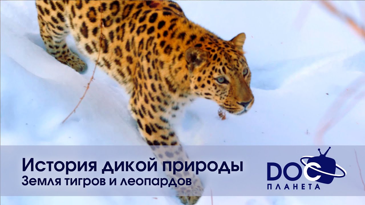 История дикой природы - Фильм 1. Земля тигров и леопардов - Документальный фильм
