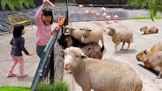 Kasih Makan Domba dan Kambing, Ketemu Flamingo, Capybara dan Pelikan