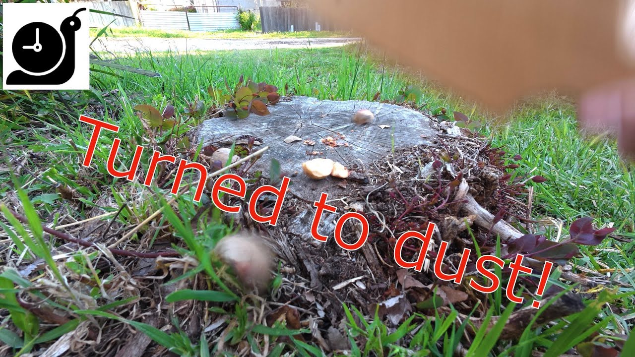 Avocado pit gets absolutely obliterated