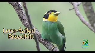 Long-Tailed Broadbill -Tailed Broadbill