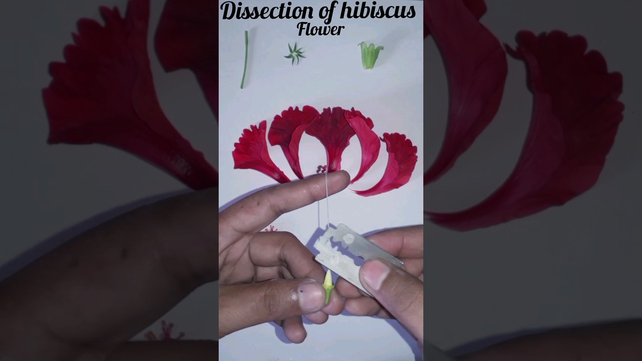 Dissection of hibiscus flower😱 