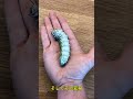 彼はあの卵を森から持ち帰るべきではなかった