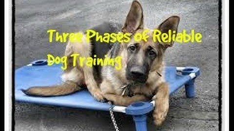 Three Phases Of Reliable Dog Training
