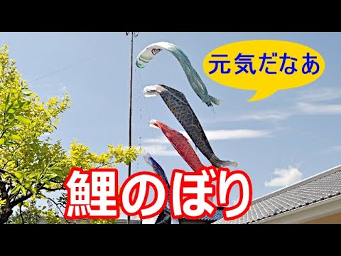 鯉のぼり 強風にあおられて/ 総集編 気分スカッと系