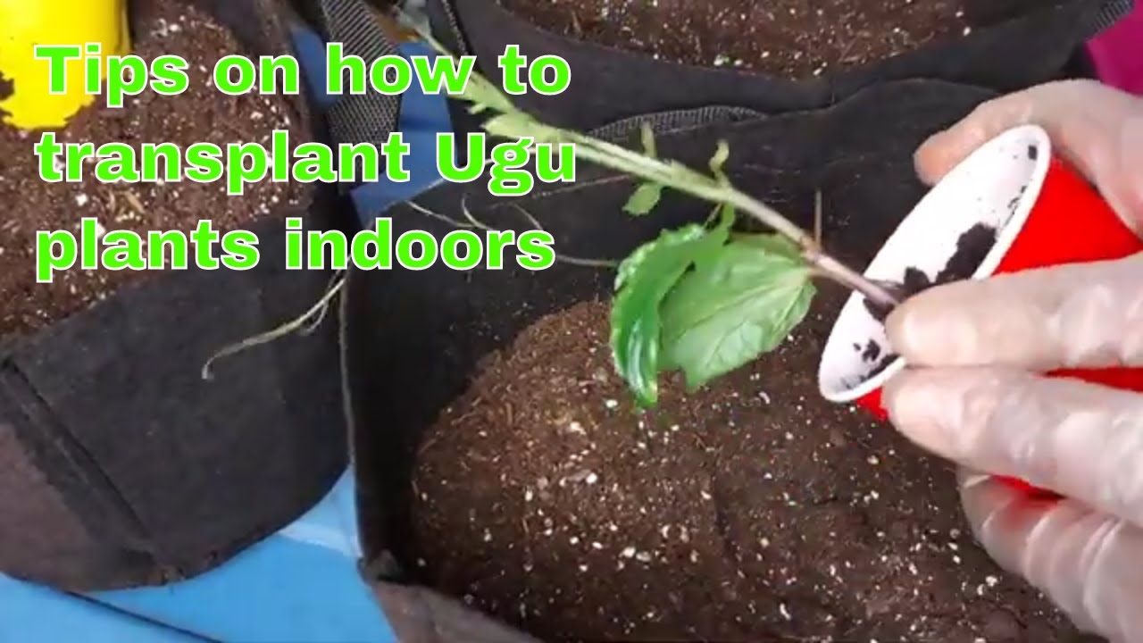 Tips on how to transplant Ugu plant into bigger pots indoors. YouTube