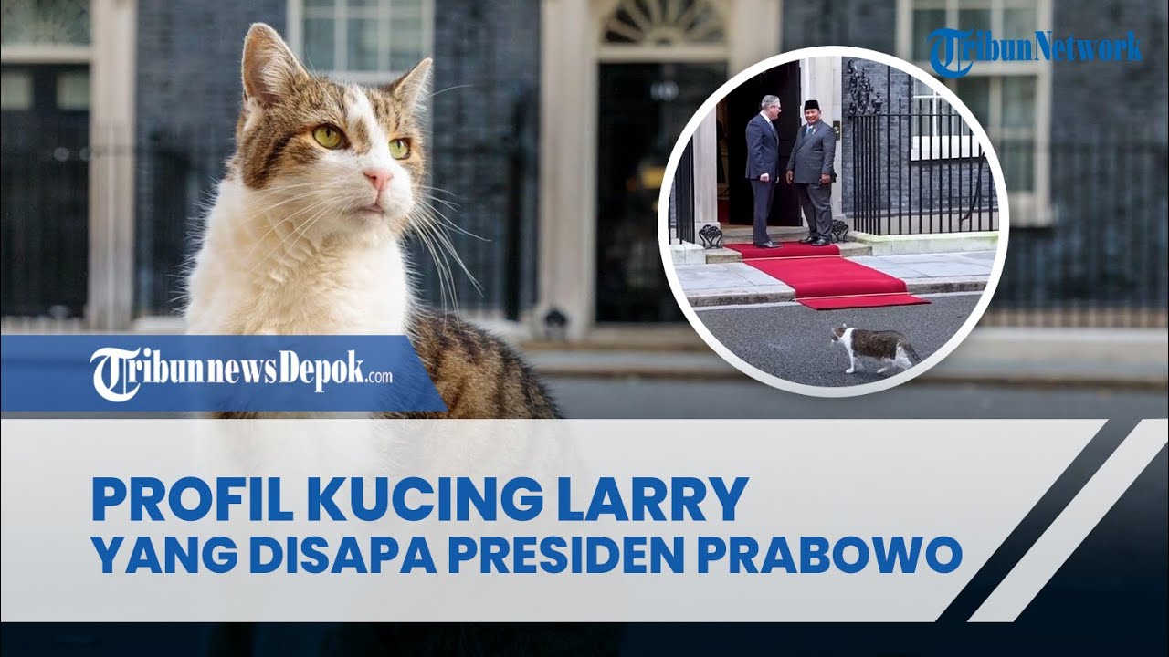 Profil Kucing Larry yang Disapa Prabowo Subianto, di Kantor Perdana Menteri Inggris