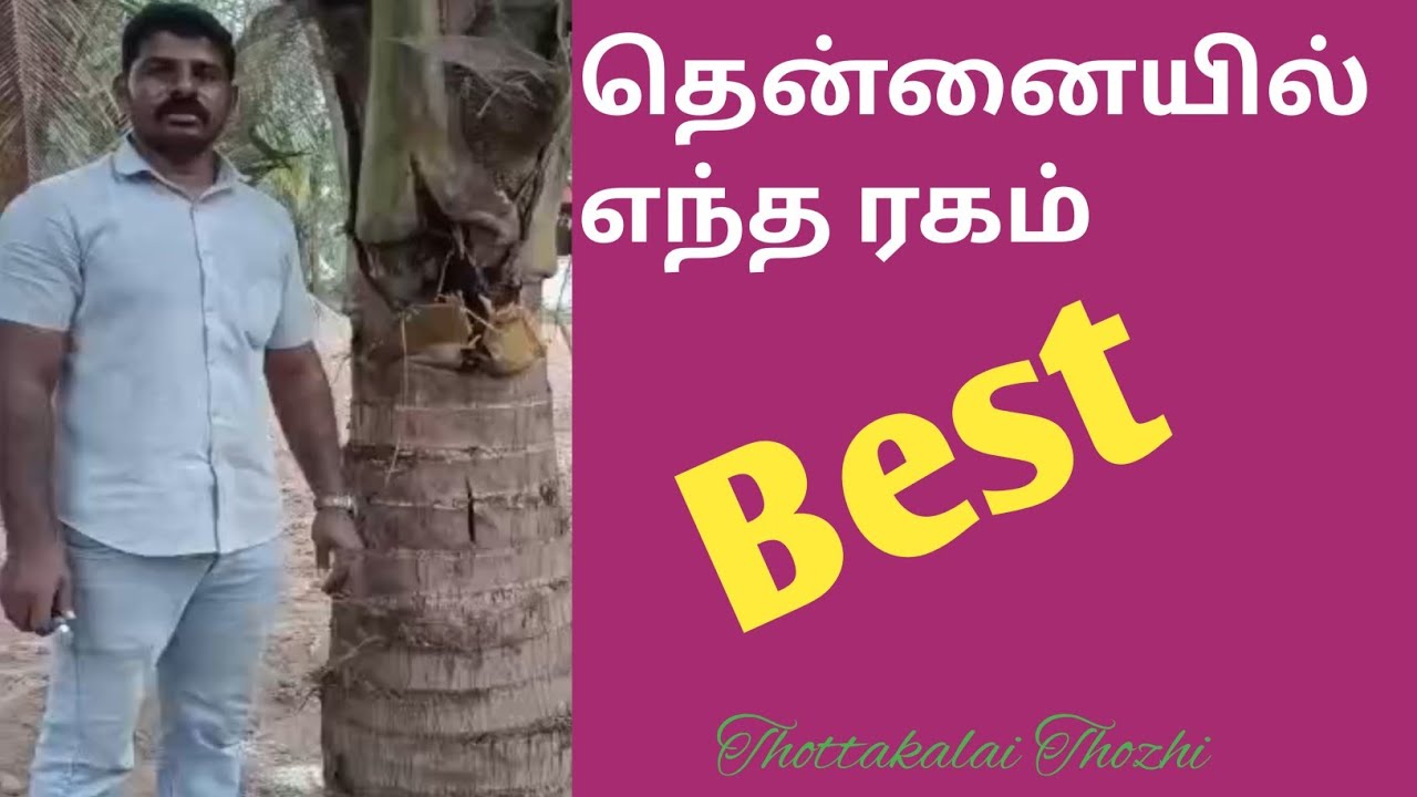 குட்டையா நெட்டையா இல்ல நெட்ட குட்டையா 🤔@ThottakalaiThozhi 