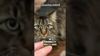 what is the American bobtail cat fact's #youtubeshorts #trending #viral #shots #catlover #catbreed