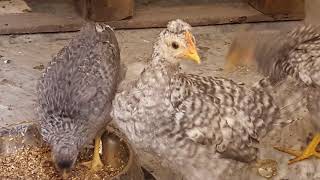 Cream Legbar chicks at 5 weeks old green/blue egg layers
