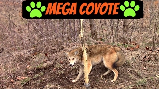 Coyote trapping Mega coyote catch 50 + pounds