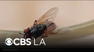 Scientists are on the lookout for the New World screwworm fly