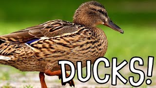 Ducks! Duck Facts for Kids and Toddlers