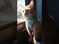 Marcel's Window #adorable  #funnycats