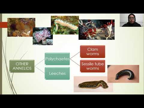 28.3 Diversity Among the Spiralians Part 2