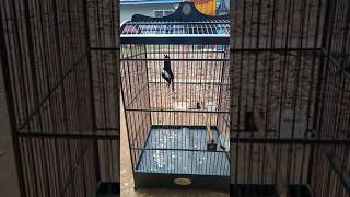 Download Lagu kacer balon MP3