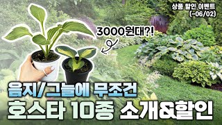 음지 정원에 최고✨호스타 10종 저렴하게 데려가세요🪴할인이벤트 진행🩵