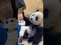 Baby Panda’s Emotional Journey 🐼❤️ | Cutest Baby Panda Moments That Will Melt Your Heart | #shorts