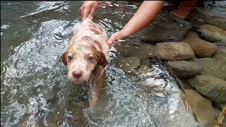 Puppy Dog Swiming In The River