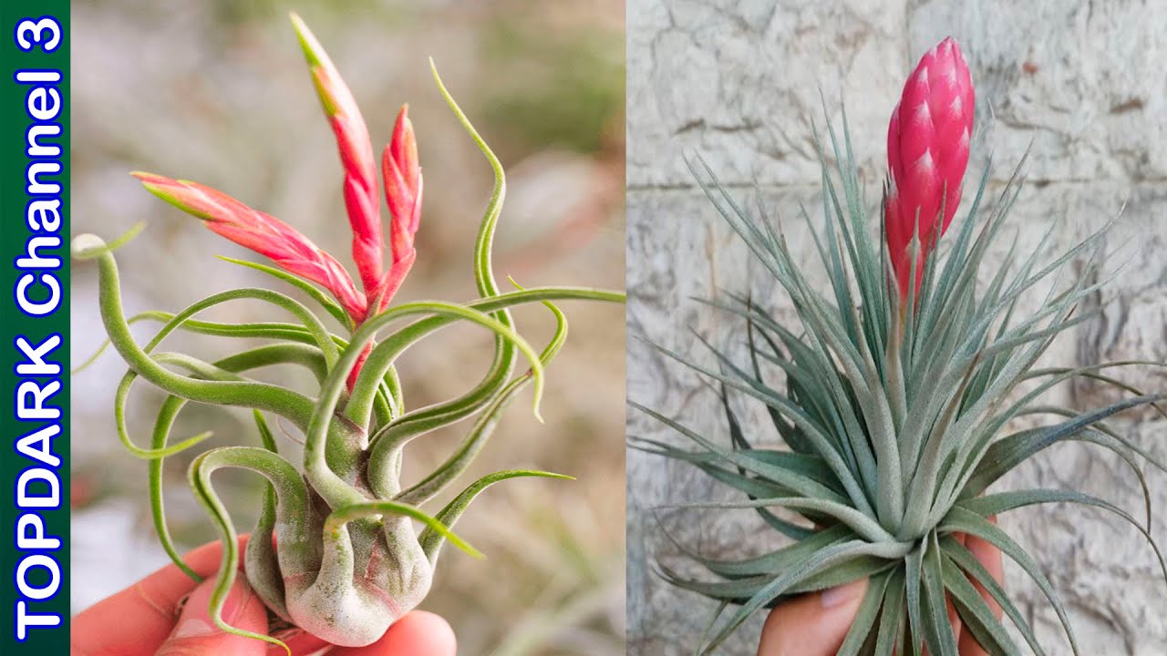 20 Variedades Hermosas de Tillandsia