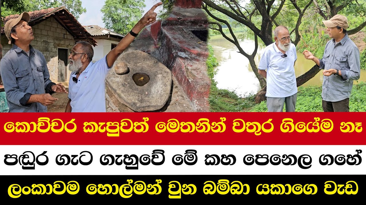 කොච්චර කැපුවත් මෙතනින් වතුර ගියේම නෑ | පඬුර ගැට ගැහුවේ මේ කහ පෙනෙල ගහේ