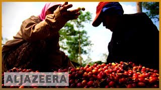 Indonesian coffee farmers struggle as prices hit 8-year low