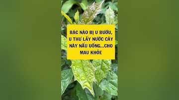 Nấu nước cây xạ đen uống hàng ngày sẽ thật bất ngờ