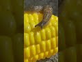 Slug on corn #insects #slug #bugs #fnaf #australia #slimy #shorts