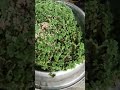 Azolla unli feeds for chicken - #everyone #farming #freerangechicken