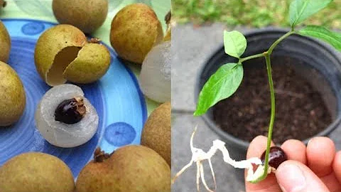 Growing and Tasting Longan Fruits - DayDayNews