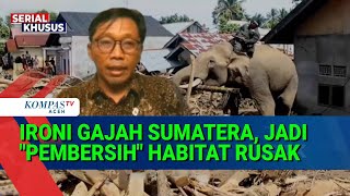 Wwf Indonesia Tepis Isu Liar Soal Gajah Bersihkan Limbah Kayu Pascabanjir